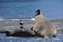 Um gigantesco elefante-marinho macho e a pequena fêmea ao seu lado, na praia de Ocean Harbour, na Geórgia do Sul
